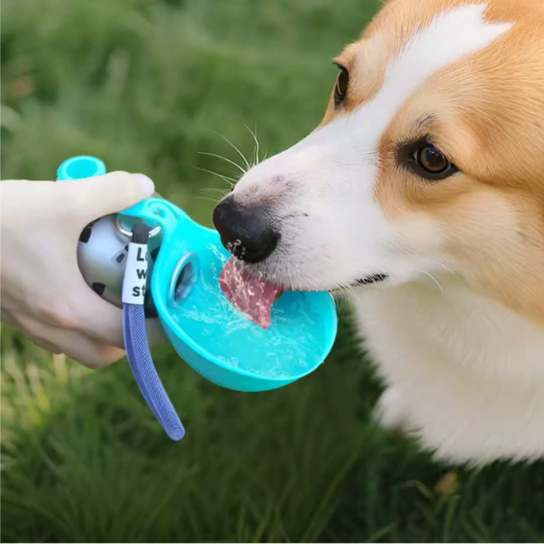 bebedero para perros